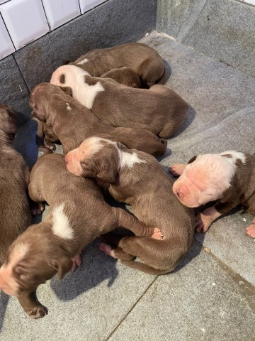 Venda Vendo Crias De Pitbull