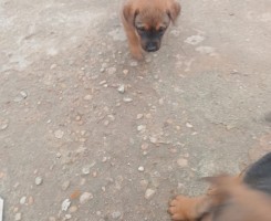 A venda Crias de Rottweiler Mix Rafeiro