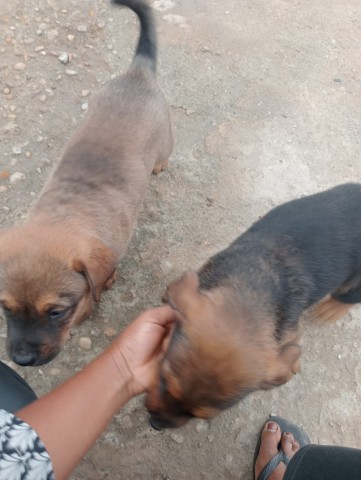 Venda Crias de Rottweiler Mix Rafeiro