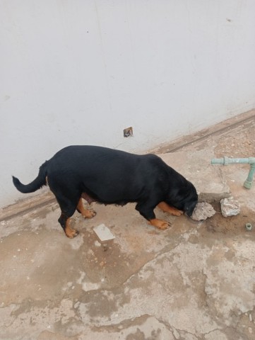 Venda Crias de Rottweiler Mix Rafeiro