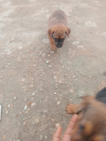 Venda Crias de Rottweiler Mix Rafeiro