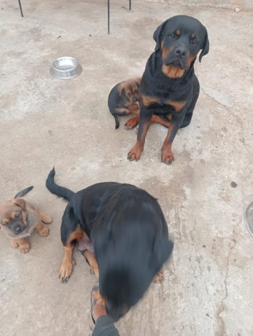 Venda Crias de Rottweiler Mix Rafeiro