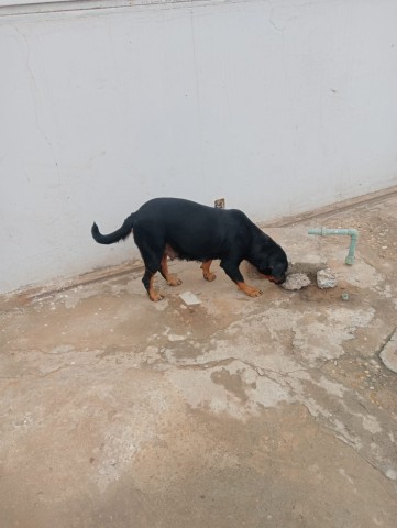 Venda Crias de Rottweiler Mix Rafeiro