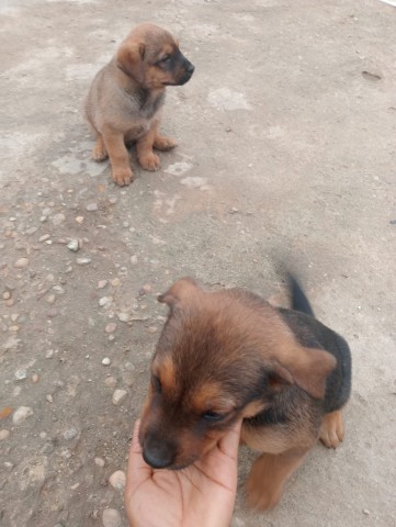 Venda Crias de Rottweiler Mix Rafeiro