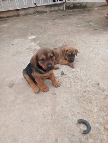Venda Crias de Rottweiler Mix Rafeiro