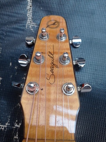 Venda Seagull Godin