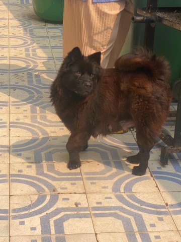 Venda Chow chow