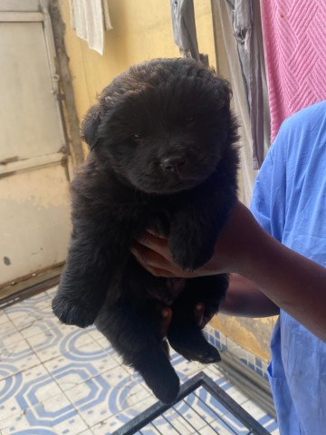 Venda Chow chow