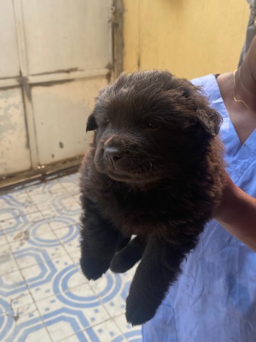 Venda Chow chow