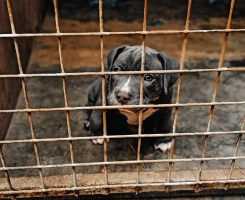 A venda American Bully Macho de Alta Linhagem Oportunidade Única!