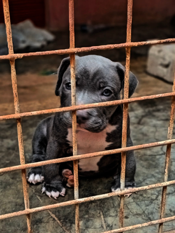 Venda American Bully Macho de Alta Linhagem Oportunidade Única!