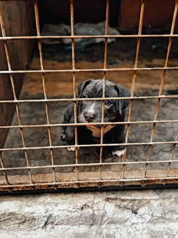 Venda American Bully Macho de Alta Linhagem Oportunidade Única!