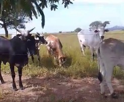A venda A despachar