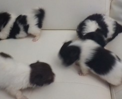 Comprar CRIA DE CANIXES A VENDA
