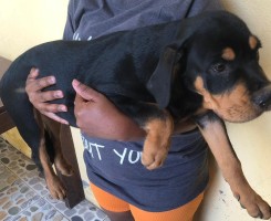 A venda Rottweiler puro de 4 meses Forte e saudável