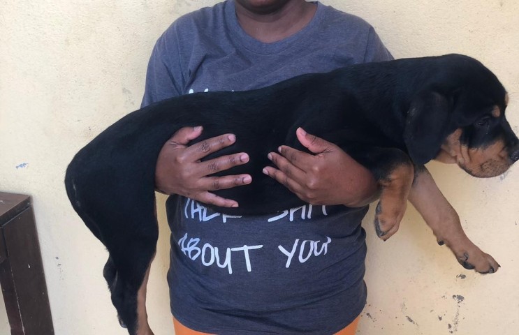 Venda Rottweiler puro de 4 meses