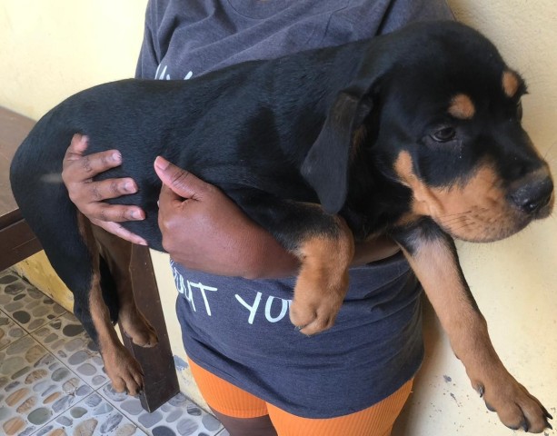 Venda Rottweiler puro de 4 meses