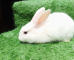 A venda Coelhos de estimação