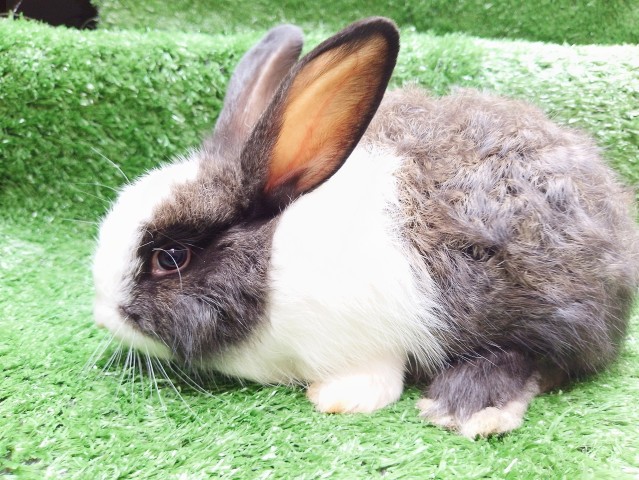 Venda Coelhos de estimação