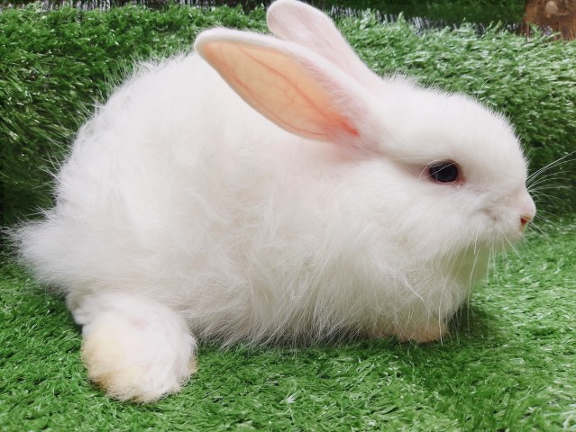 Venda Coelhos de estimação