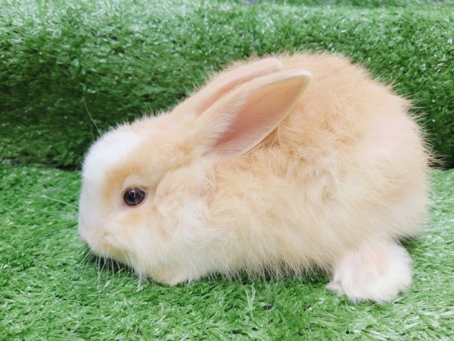 Venda Coelhos de estimação