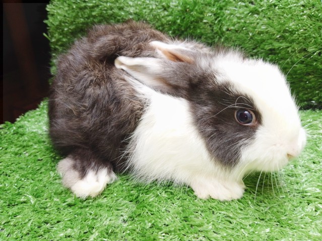 Venda Coelhos de estimação