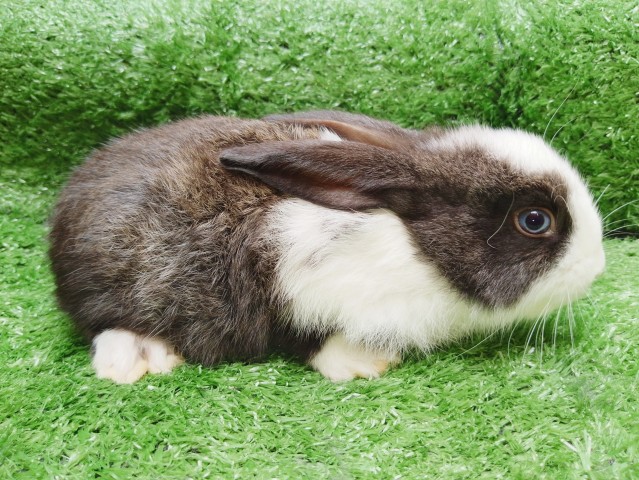 Venda Coelhos de estimação