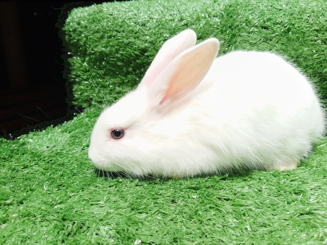 Venda Coelhos de estimação
