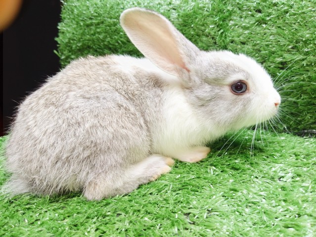 Venda Coelhos de estimação