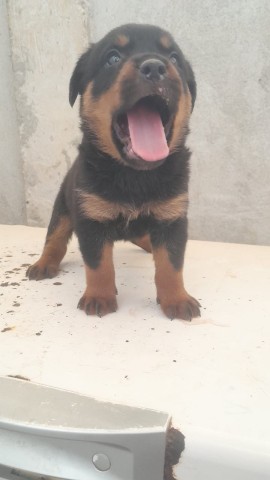 Venda Filhote de Rottweiller