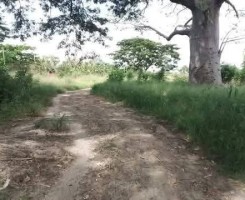 A venda Venda de Hectares agrícolas no BENGO