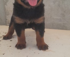 A venda Macho de Rottweiller
