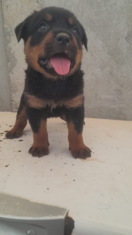 Venda Macho de Rottweiller