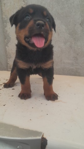 Venda Macho de Rottweiller