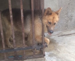 A venda Filhotes de Pastor Alemão