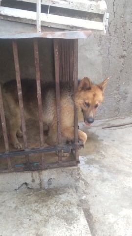 Venda Filhotes de Pastor Alemão