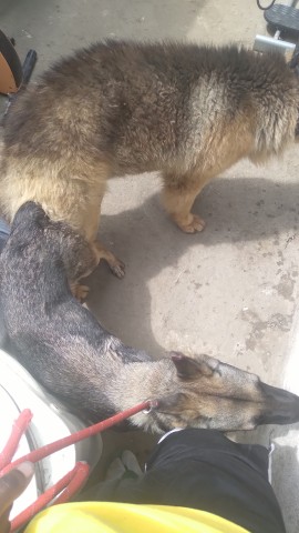 Venda Filhotes de Pastor Alemão