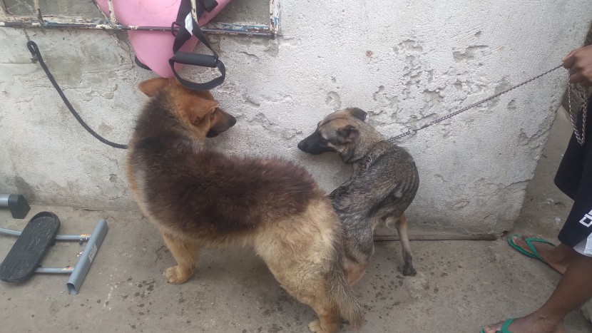 Venda Filhotes de Pastor Alemão