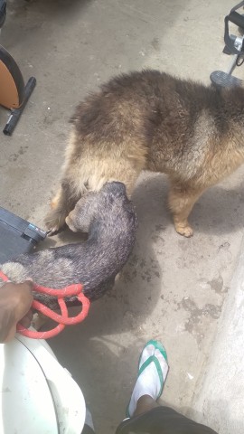 Venda Filhotes de Pastor Alemão