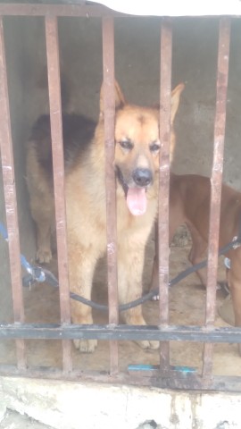 Venda Filhotes de Pastor Alemão