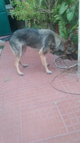 Venda Filhotes de Pastor Alemão