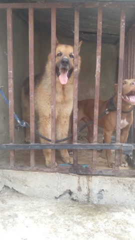 Venda Filhotes de Pastor Alemão