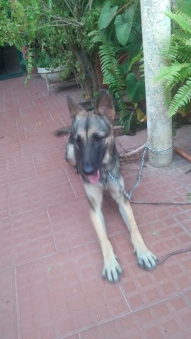 Venda Filhotes de Pastor Alemão