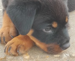 Comprar Macho de Rottweiller
