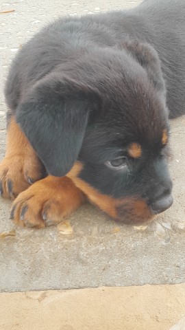 Venda Macho de Rottweiller