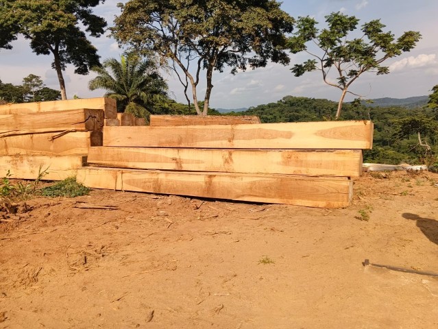 Venda Madeira Moreira (Iroko) de Alta Qualidade 1.000 m³ Disponíveis | Ideal para Construção e Carpintaria