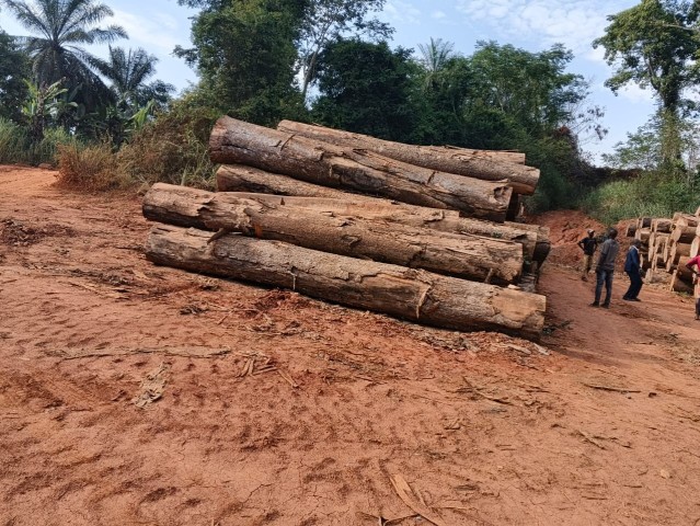Venda Madeira Moreira (Iroko) de Alta Qualidade 1.000 m³ Disponíveis | Ideal para Construção e Carpintaria