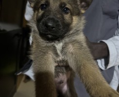 Comprar Pastor Alemão