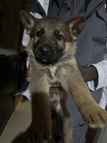 Venda Pastor Alemão