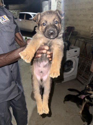 Venda Pastor Alemão